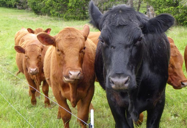 Cows