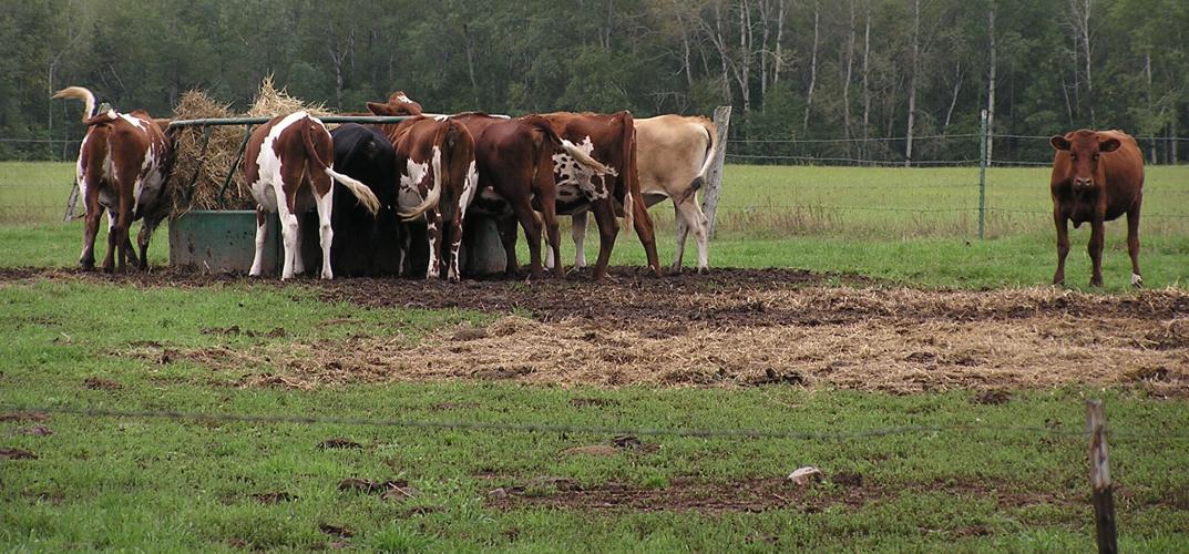 Cattle