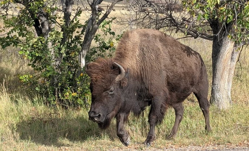 Bison