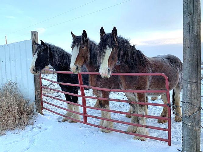 Big Sky Shires