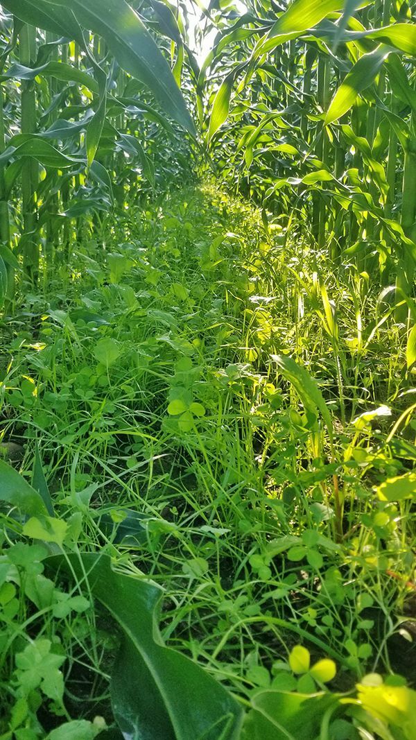 Grazing For Interseeding