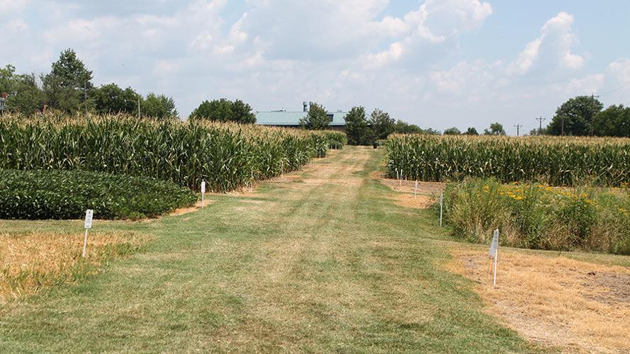 Sanborn Field  plots