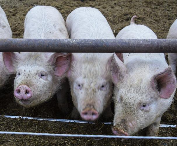 Yorkshire cross pigs