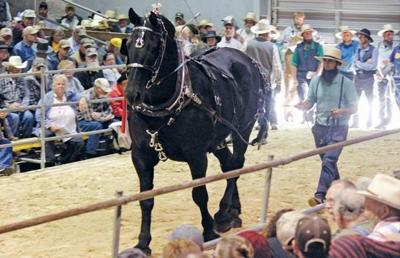 Horse Auction