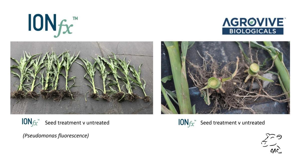 Seed-treatment effects
