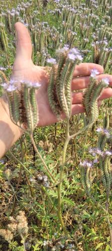 Phacelia on Bock Farms