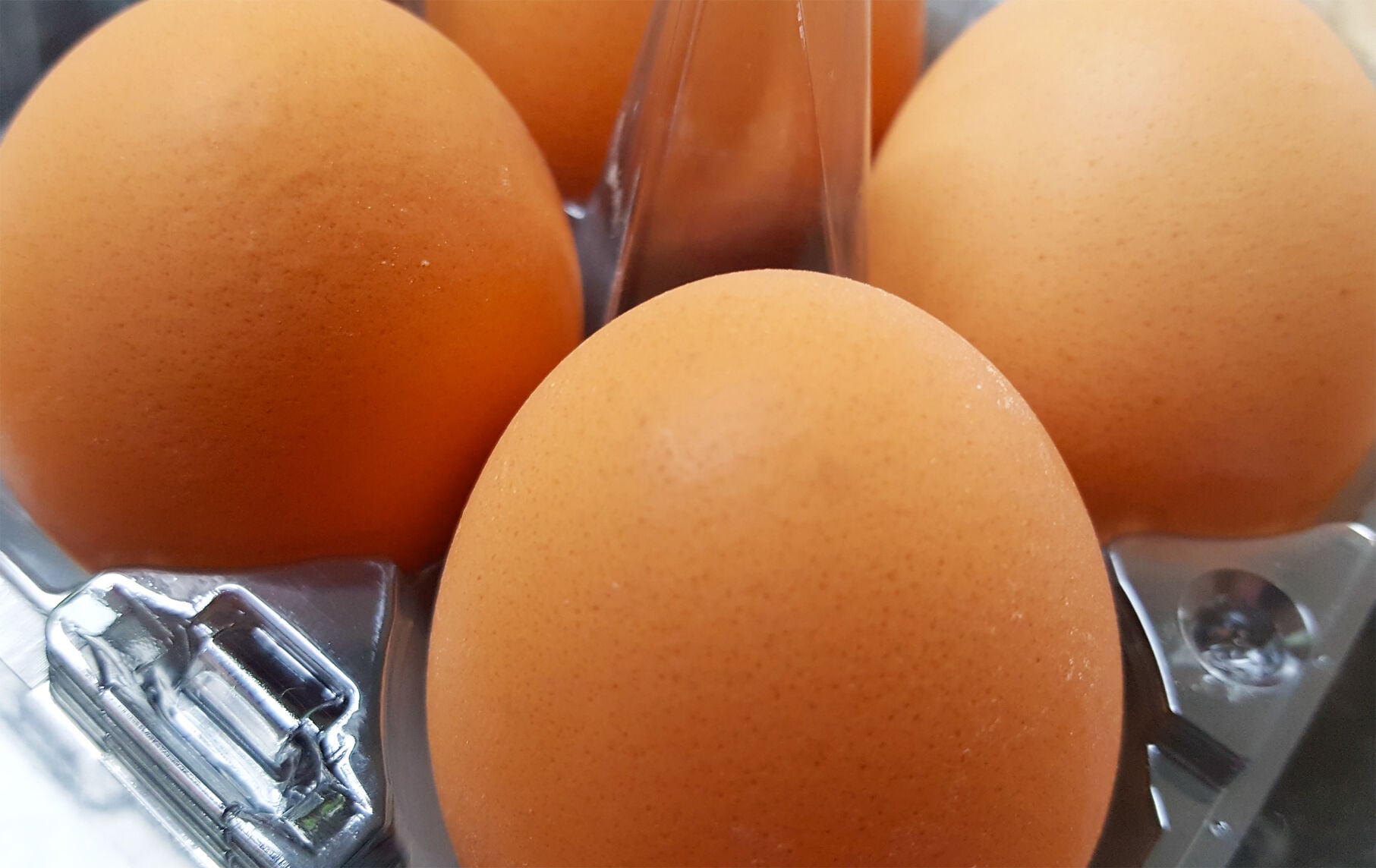 Brown eggs