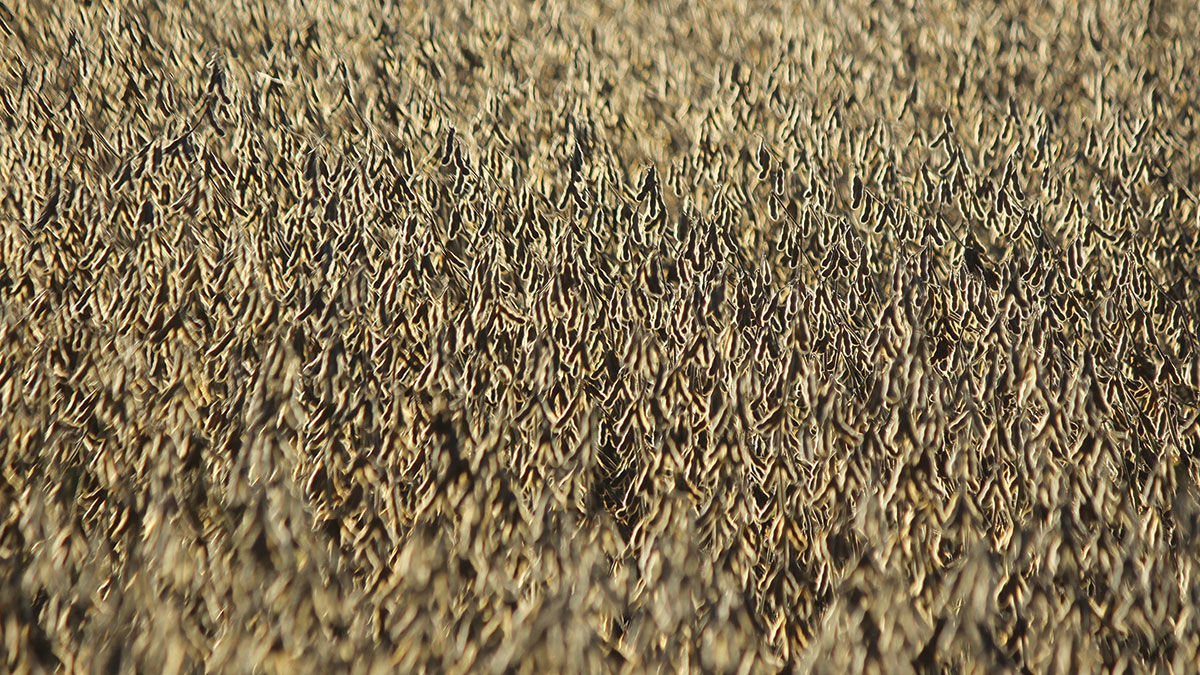 Soybean pods near harvest