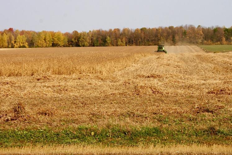 Soybean harvest