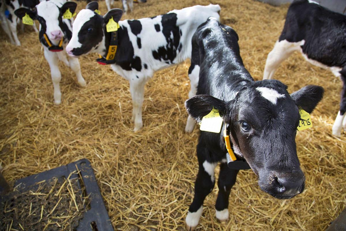 Dairy calves live in group