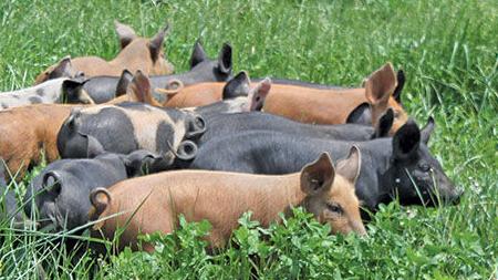 pigs on pasture