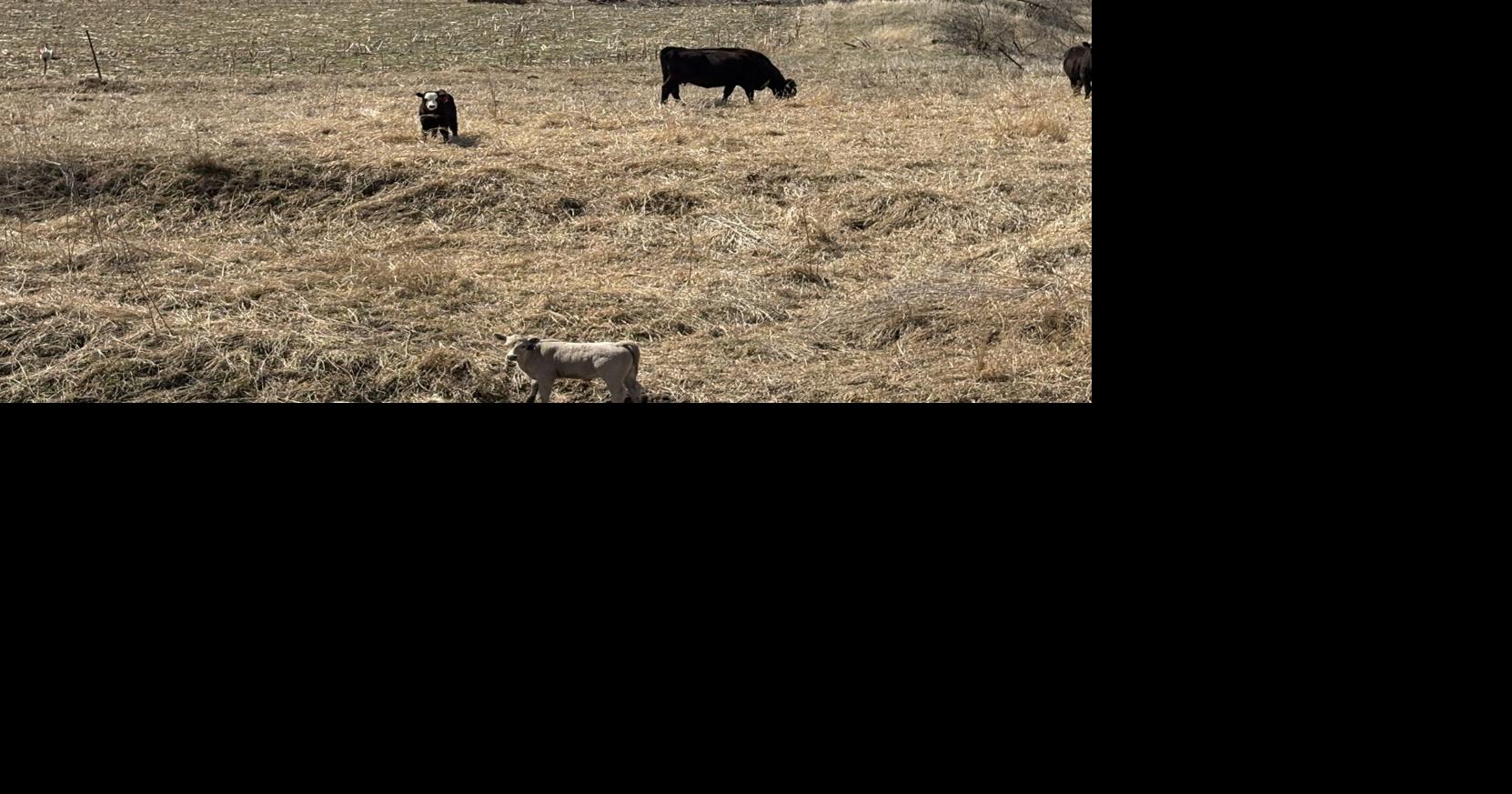 Rare rain, irrigation helps cover crop growth