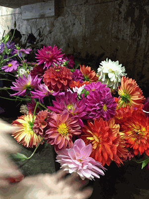 Agritourism bridges gap between farms, consumers