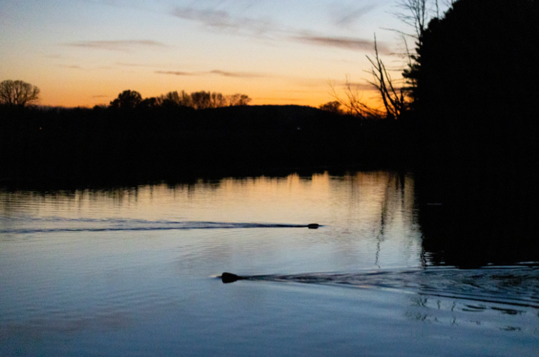 Beavers swimming across pond