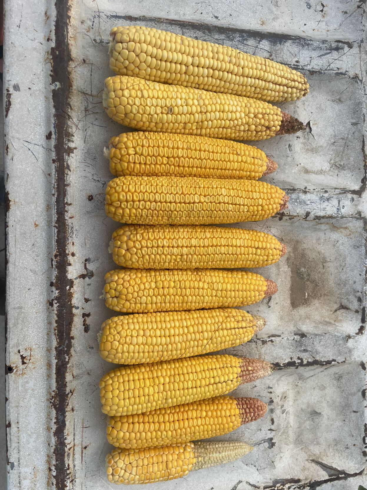 CW Wittnebel (5).JPG