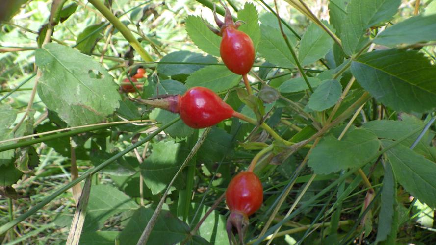 Rosehips