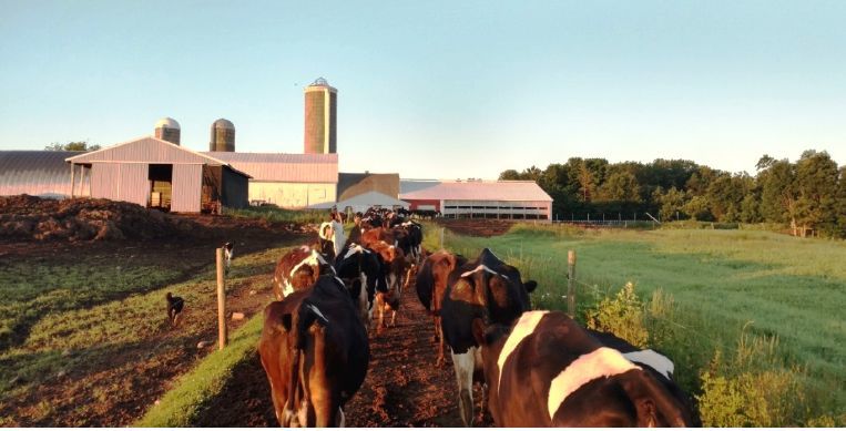 Cows walking on lane