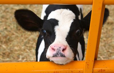 Calf and slats