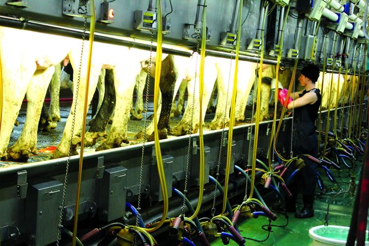 Dairy expansion 2.jpg
