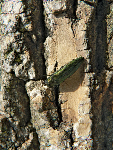Ash Borer