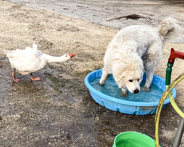 Candid Canine Corner