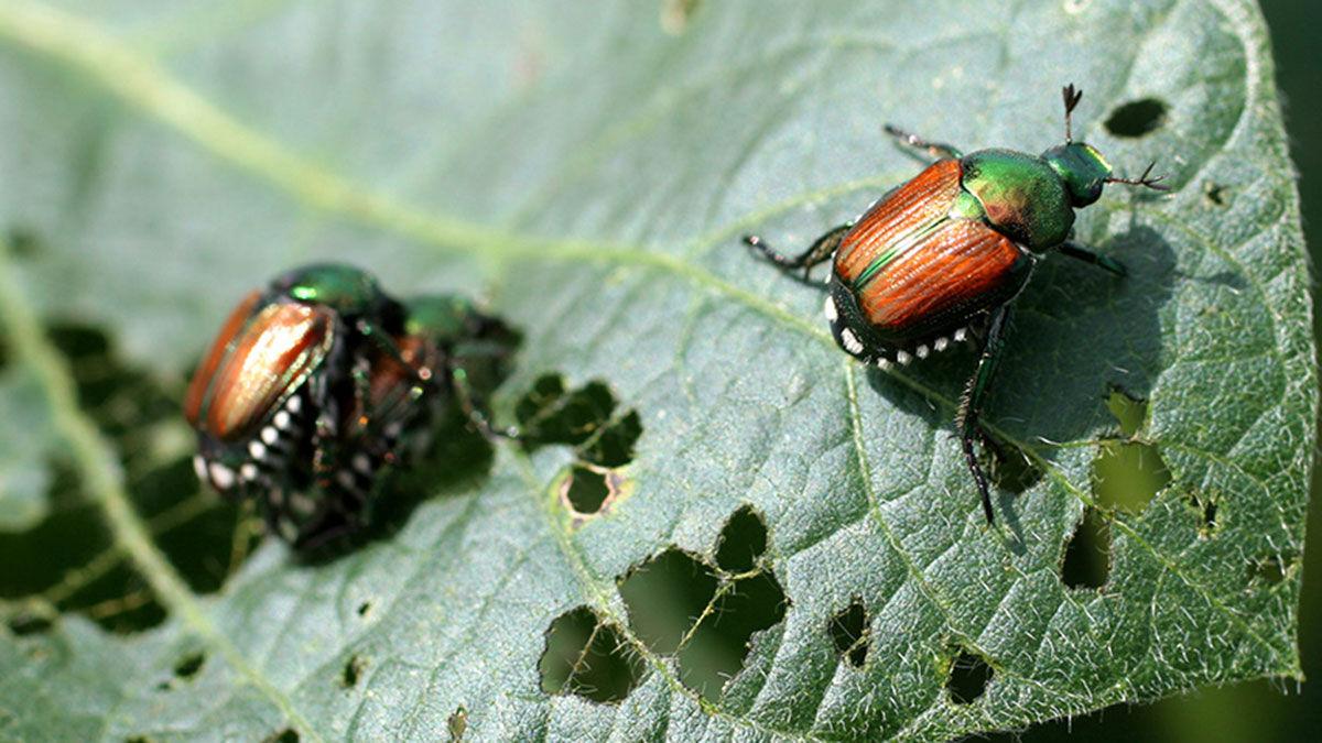 Japanese beetles