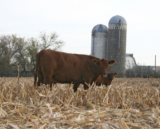 Corn residue grazing