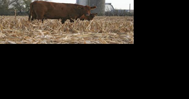 Producers cannot rely on grazing corn residue as in the past - Vimarsana News