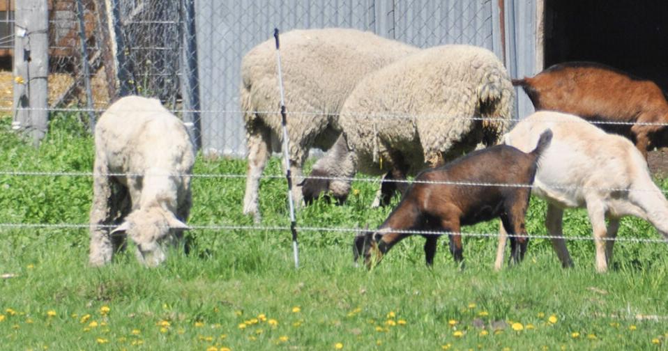 From the Fields: LeeAnne Bulman with Kaleb Ellis - Vimarsana News