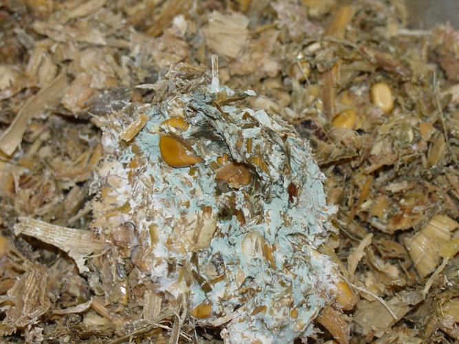 Aspergillus in corn silage