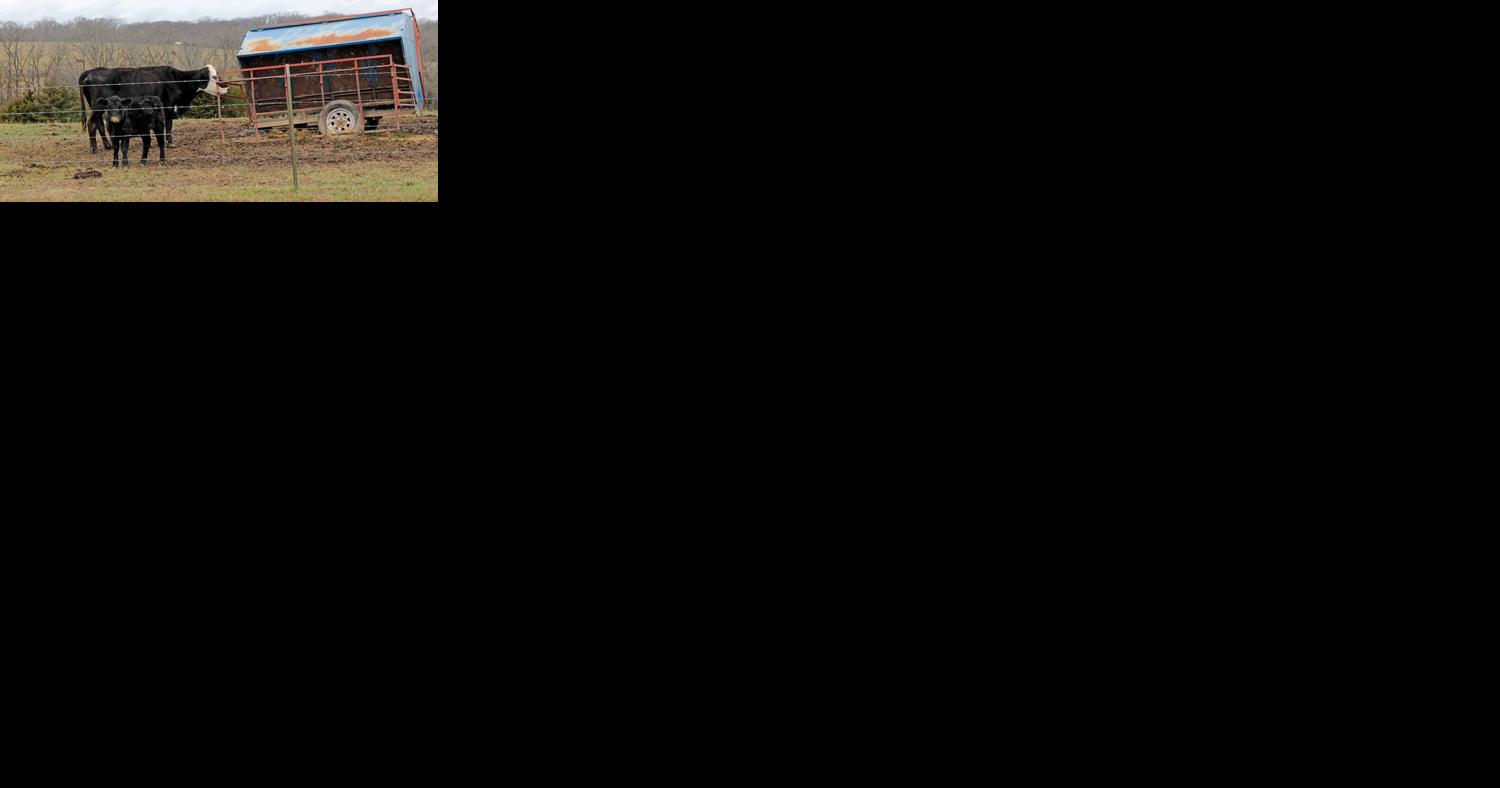 Manage health of early weaned calves - Vimarsana News