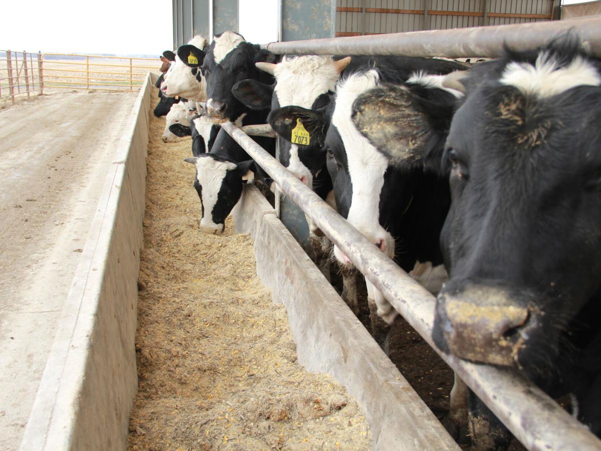 Dairy Beef at bunk