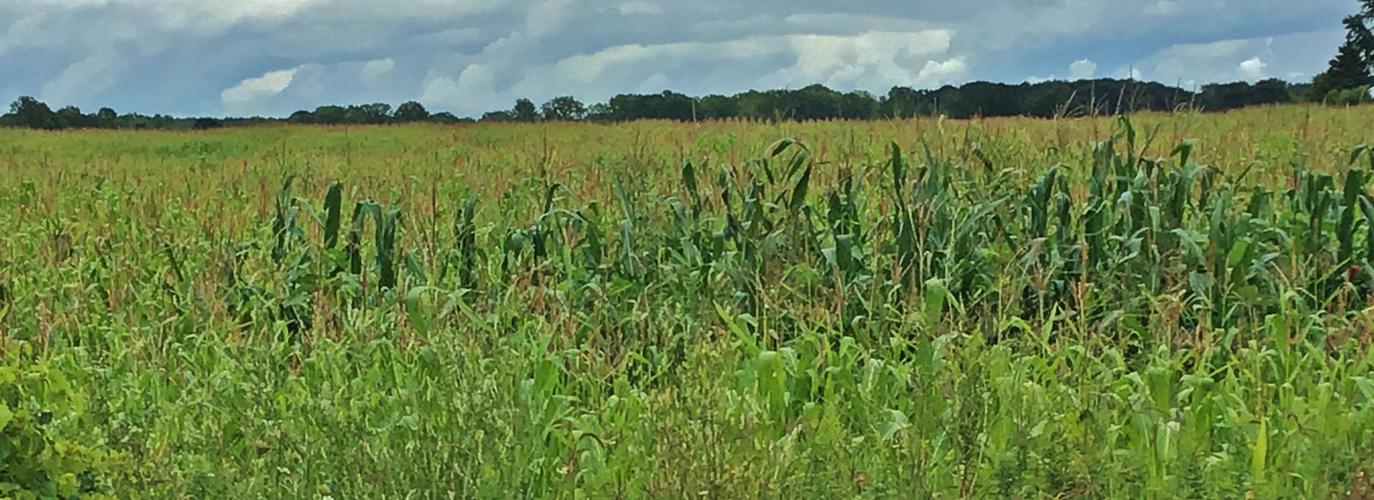 Healthy vs. unhealthy corn