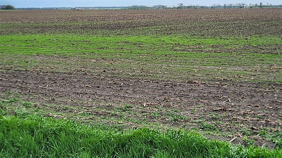 troubleshooting weeds