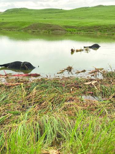 Storm Damage - Dummer - worked.jpg
