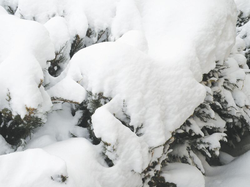 Horticultural Happenings