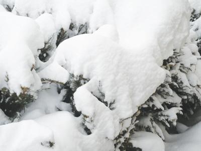 Horticultural Happenings