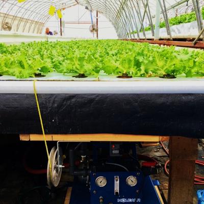 Lettuce grown with nanobubble technology