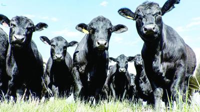 Production practices