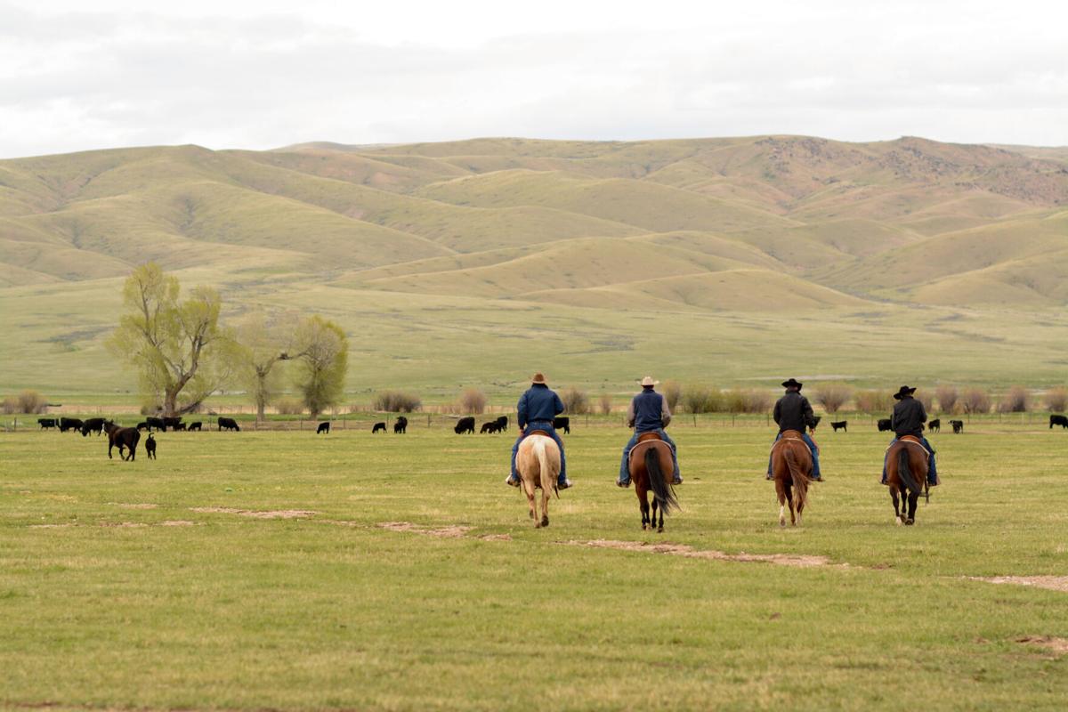 Checking cattle on horseback