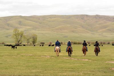 Checking cattle on horseback