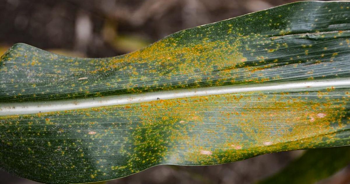 Beware Rust Beware southern rust in Wisconsin