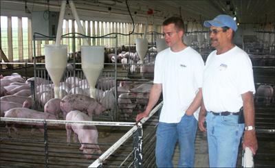 Keeping hogs cool