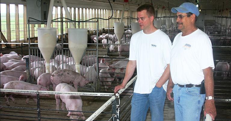 Keeping pigs cool in the summer