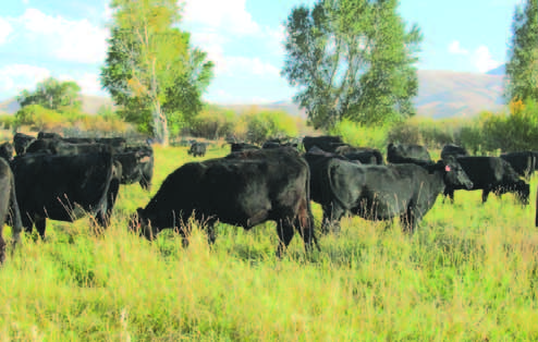 High density stock grazing can improve soil, plants, animal productivity