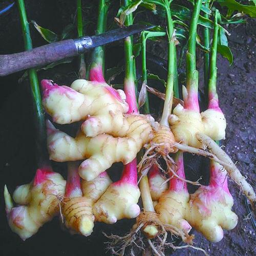 Deluge Farm ginger roots