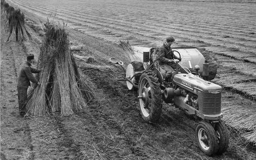 Harvesting hemp in 1943