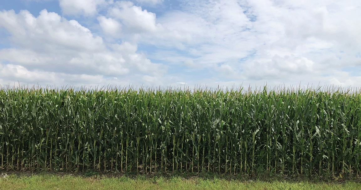 Economics shape crop acreage
