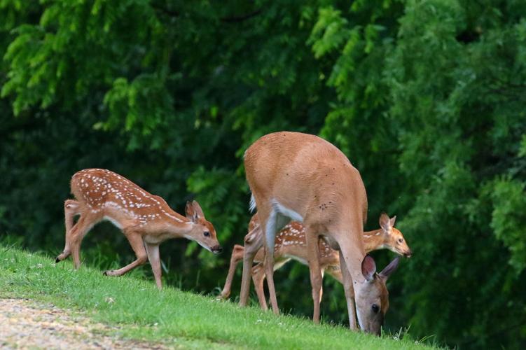 Deer