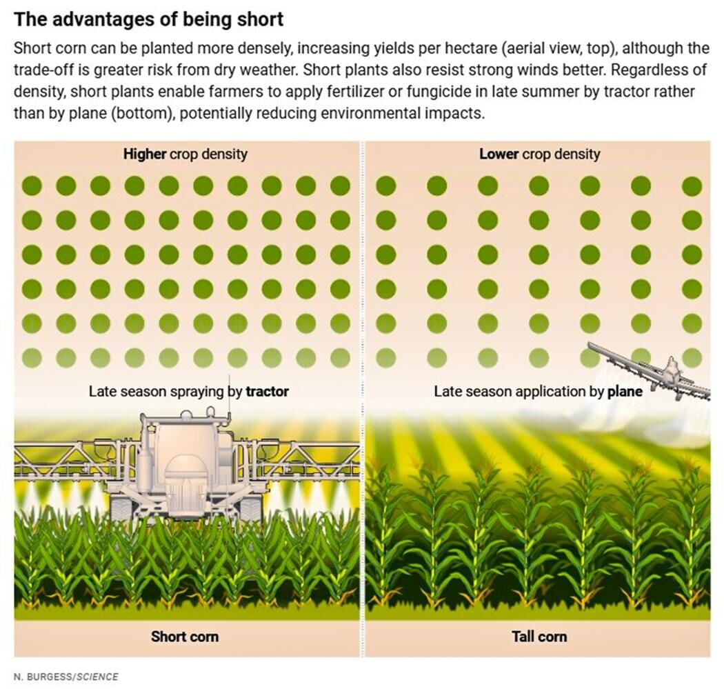 Short corn advantages